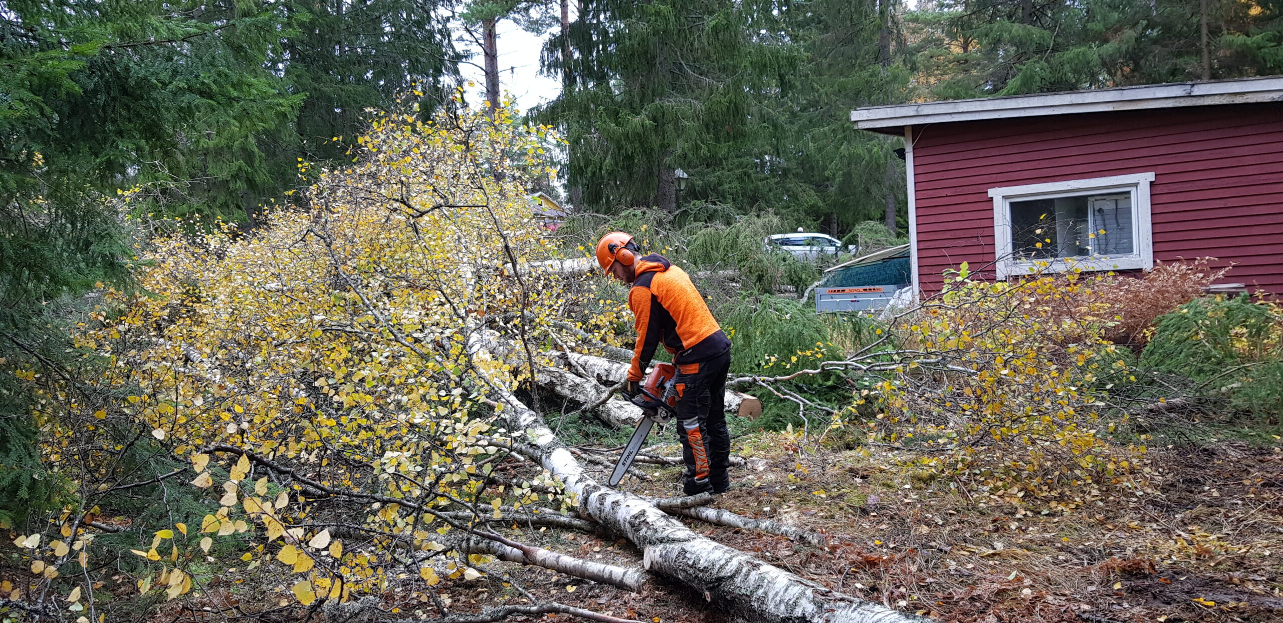 Trädfällning björkar Vallentuna